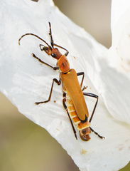 Chauliognathus discus