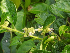 Solanum volubile, photograph (c) Alexis López Hernández, some rights reserved (CC BY)