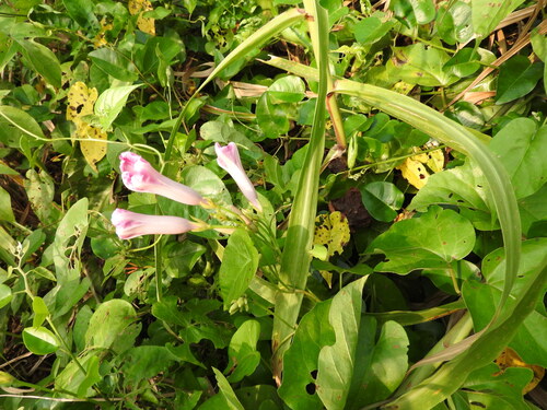 Ipomoea tiliacea, photograph 1