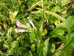 Ipomoea tiliacea, photograph (c) Alexis López Hernández, some rights reserved (CC BY)