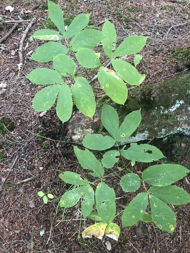 wild sarsaparilla