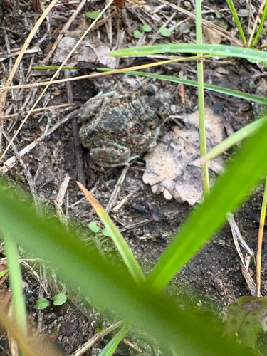 Plains Spadefoot