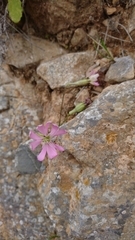 Silene cythnia