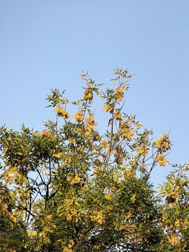 Yellow-billed Grosbeak
