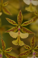 Epidendrum stamfordianum
