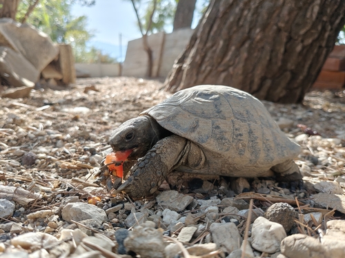 Boettger's Tortoise