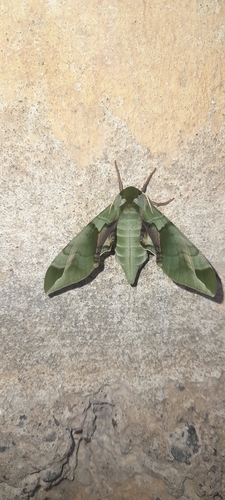 Callambulyx tatarinovii