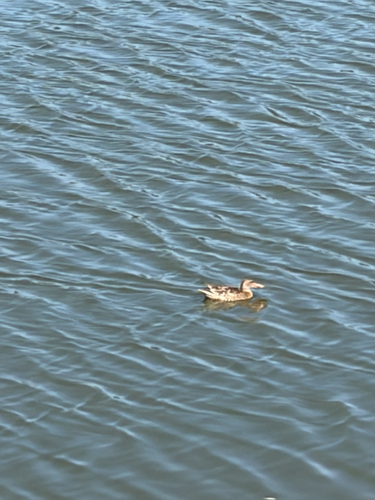 iNaturalist observation photo of Northern Shoveler