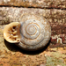 Up-mouth Snails - Photo (c) Pedro Ivo, some rights reserved (CC BY-NC), uploaded by Pedro Ivo