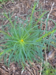 Xerochrysum viscosum