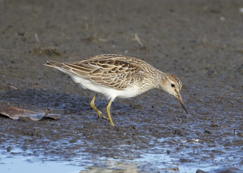 Pectoral Sandpiper