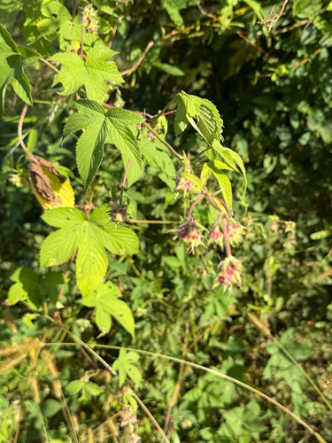 Japanese Hops