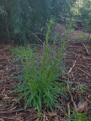 Xerochrysum viscosum, photograph author not stated, no rights reserved