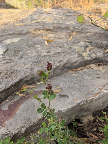 Lespedeza floribunda