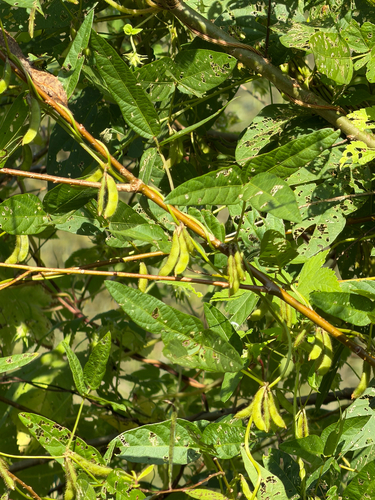 Wild Soybean