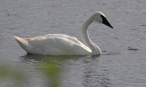 Trumpeter Swan