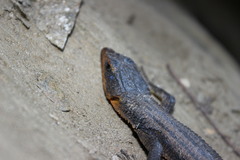 Ninurta coeruleopunctatus