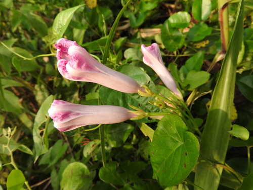 Ipomoea tiliacea