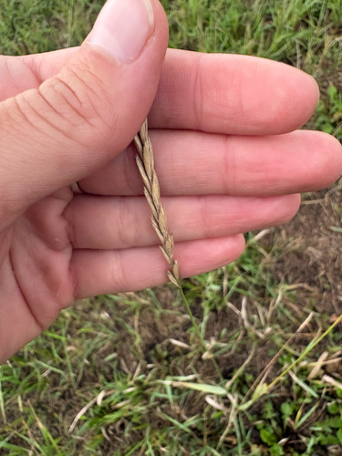Quack Grass
