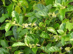Solanum volubile
