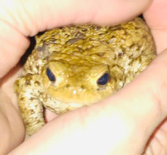Bufo bufo