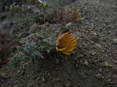 Chaetanthera frayjorgensis