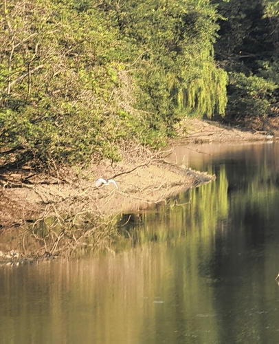 Chinese Pond-Heron