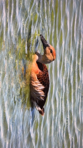 Fulvous Whistling-Duck