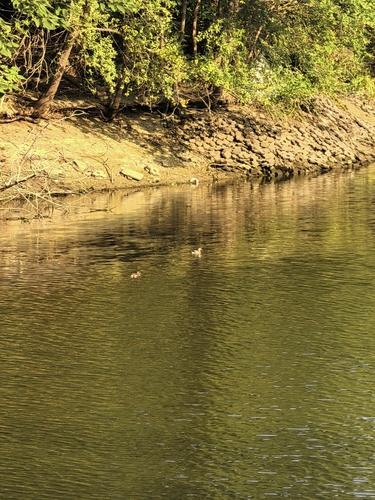 Little Grebe