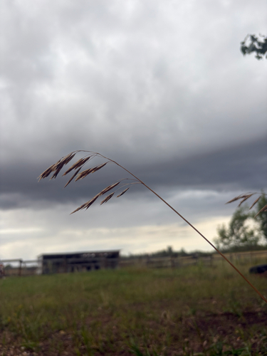 Smooth Brome
