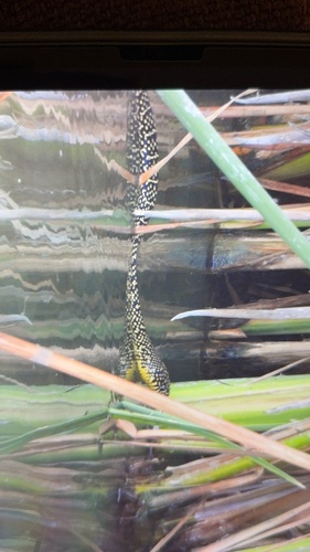 Speckled Kingsnake