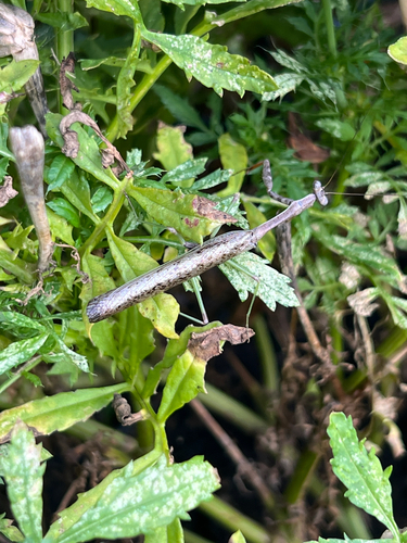 Carolina Mantis