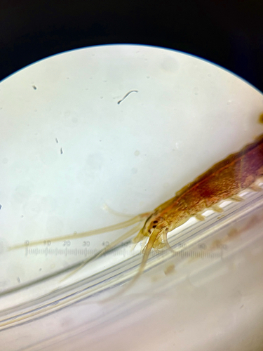 Platynereis observed 2026-09-14