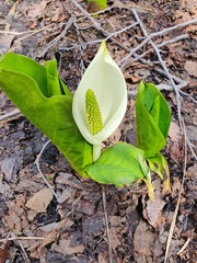 Lysichiton camtschatcensis