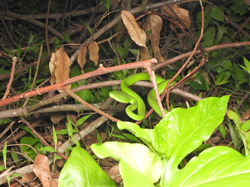 White-lipped Pit Viper