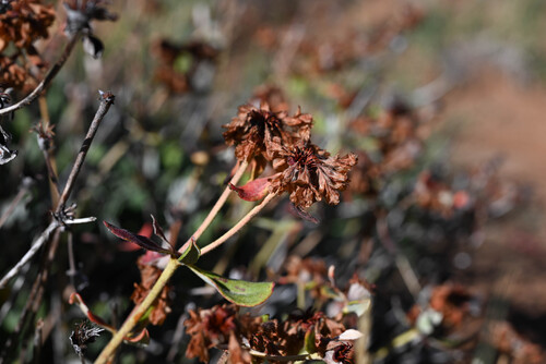 Eriogonum arcuatum, photograph 1