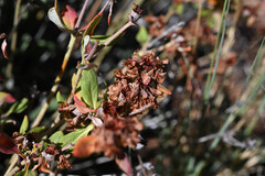 Eriogonum arcuatum, photograph (c) Anders Hastings, some rights reserved (CC BY)