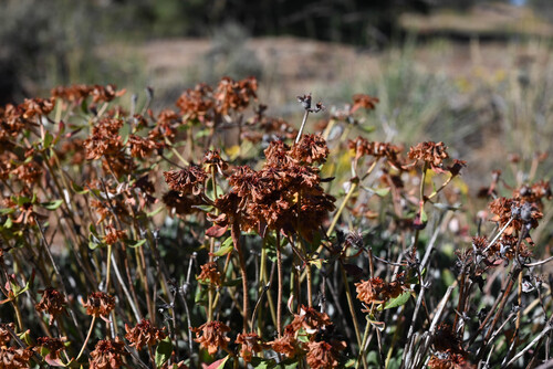 Eriogonum arcuatum, photograph 3