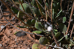 Eriogonum arcuatum