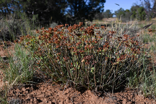 Eriogonum arcuatum, photograph 5