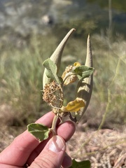 (c) Sam Kieschnick, some rights reserved (CC BY) Asclepias viridiflora, photograph (c) Sam Kieschnick, some rights reserved (CC BY)
