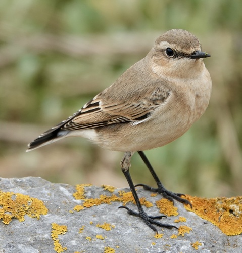 Northern Wheatear