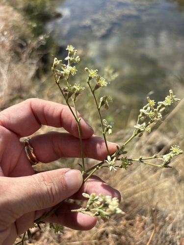 Eriogonum longifolium, photograph 2