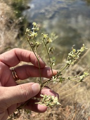 Eriogonum longifolium, photograph (c) Sam Kieschnick, some rights reserved (CC BY)