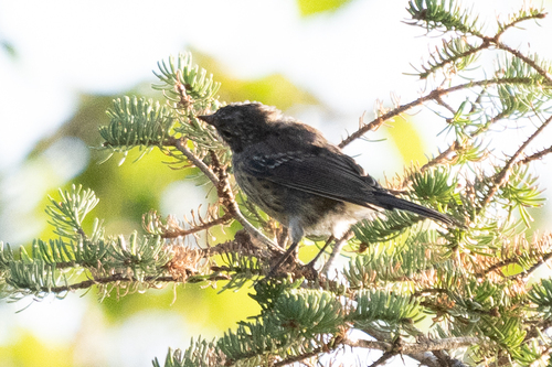 Yellow-rumped Warbler