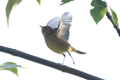 Palm Warbler