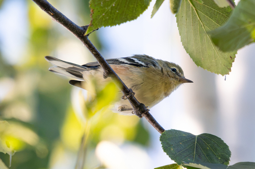 Bay-breasted Warbler