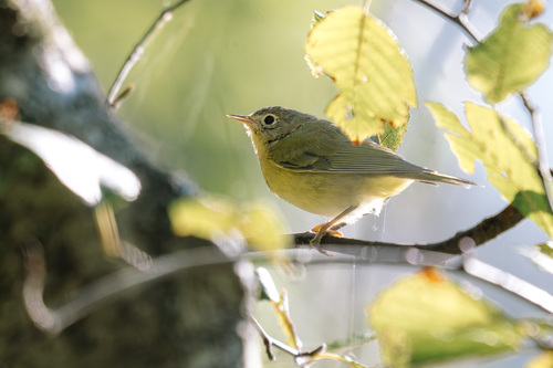 Nashville Warbler