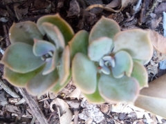 Echeveria secunda