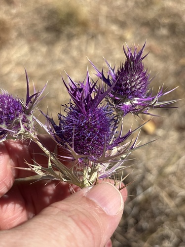 Eryngium leavenworthii, photograph 5
